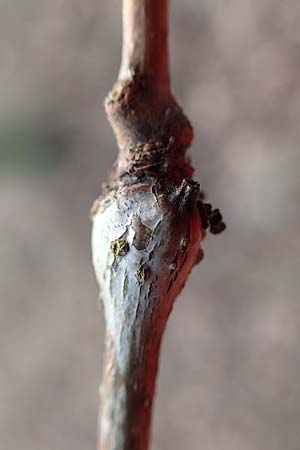 Gleditsia triacanthos \ Amerikanische Gleditschie, Lederh�lsenbaum / Honey Locust, D Mannheim 29.1.2017