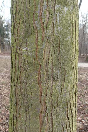 Gleditsia triacanthos \ Amerikanische Gleditschie, Lederh�lsenbaum / Honey Locust, D Mannheim 29.1.2017