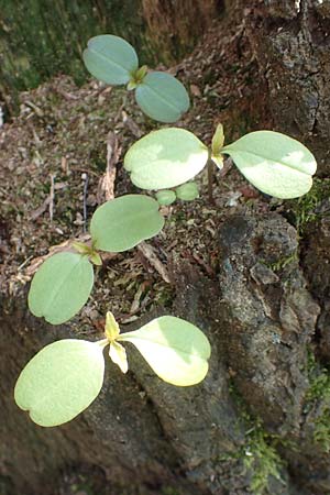 Impatiens parviflora \ Kleinbl�tiges Springkraut / Small Balsam, D Frankfurt-R&ouml;delheim 25.3.2017