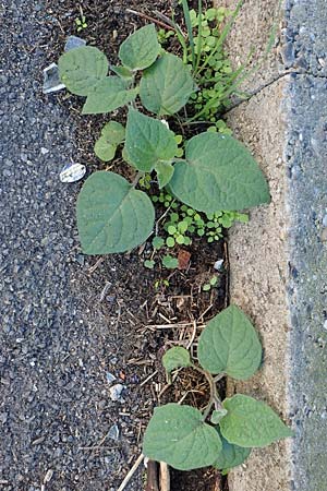 Catalpa bignonioides \ Gew�hnlicher Trompetenbaum, Beamtenbaum / Common Catalpa, Indian Bean Tree, D Weinheim an der Bergstra&szlig;e 14.10.2017
