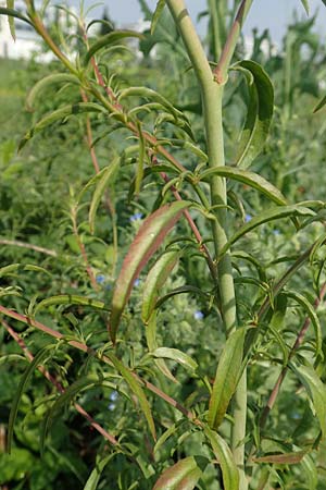 Epilobium brachycarpum \ Kurzfr�chtiges Weidenr�schen / Panicled Willowherb, Tall Annual Willowherb, D Ludwigshafen 10.6.2018