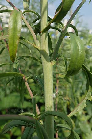 Epilobium brachycarpum \ Kurzfr�chtiges Weidenr�schen / Panicled Willowherb, Tall Annual Willowherb, D Ludwigshafen 10.6.2018
