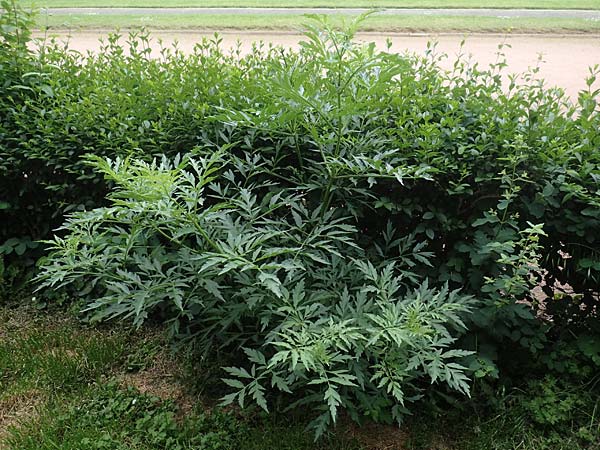 Sambucus nigra forma laciniata \ Geschlitztbl&auml;ttriger Schwarzer Holunder / Fernleaf Elder, D Mannheim 27.5.2019
