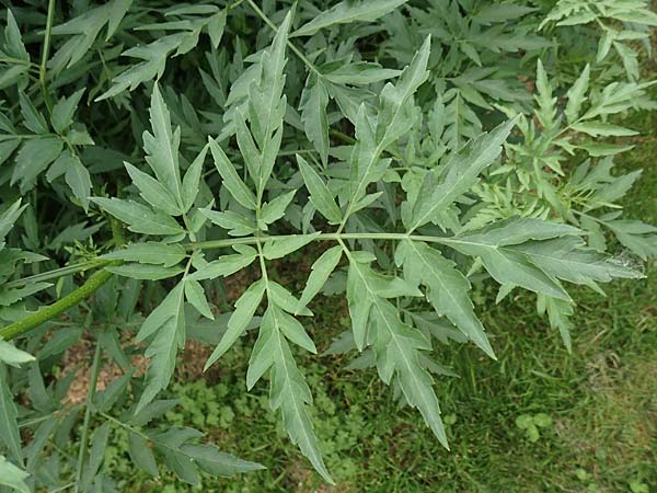 Sambucus nigra forma laciniata \ Geschlitztbl&auml;ttriger Schwarzer Holunder / Fernleaf Elder, D Mannheim 27.5.2019