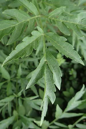 Sambucus nigra forma laciniata \ Geschlitztbl&auml;ttriger Schwarzer Holunder / Fernleaf Elder, D Mannheim 27.5.2019