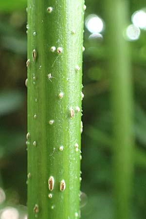Sambucus nigra forma laciniata \ Geschlitztbl&auml;ttriger Schwarzer Holunder / Fernleaf Elder, D Mannheim 27.5.2019