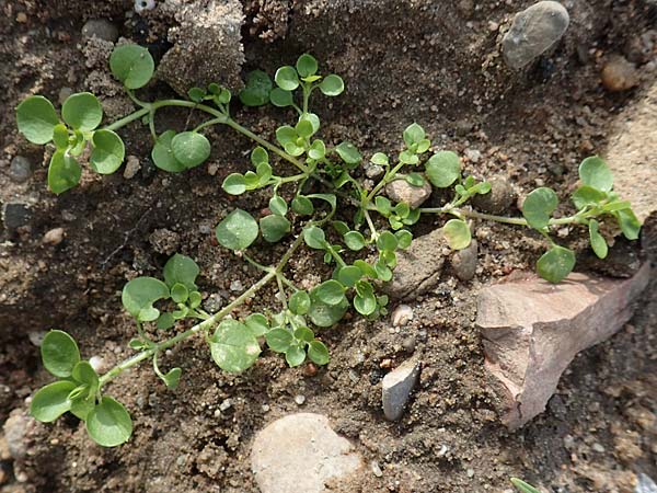Stellaria media \ Vogelmiere / Common Chickweed, D Mannheim 15.10.2019