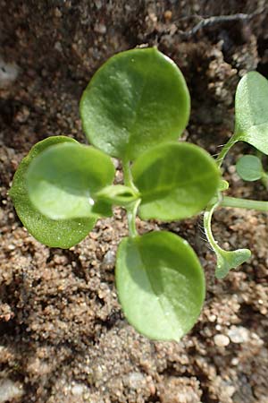Stellaria media \ Vogelmiere / Common Chickweed, D Mannheim 15.10.2019