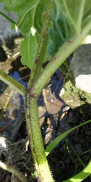 Heracleum mantegazzianum \ Riesen-B�renklau, Herkulesstaude / Giant Hogweed, D Bochum 9.9.2020