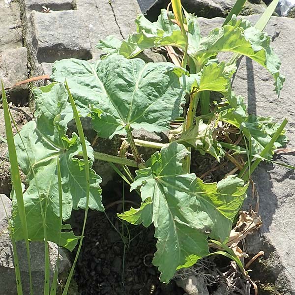 Heracleum mantegazzianum \ Riesen-B�renklau, Herkulesstaude / Giant Hogweed, D Bochum 9.9.2020