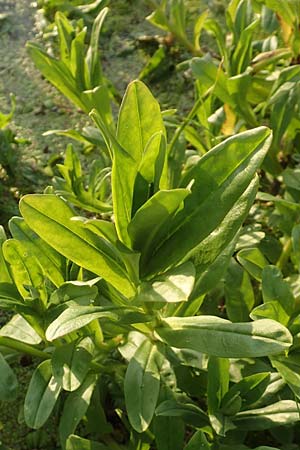 Myosotis scorpioides agg. \ Sumpf-Vergissmeinnicht / Water Forget-me-not, D Brandenburg, Havelaue-G&uuml;lpe 16.9.2020