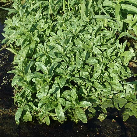 Myosotis scorpioides agg. \ Sumpf-Vergissmeinnicht / Water Forget-me-not, D Brandenburg, Havelaue-G&uuml;lpe 17.9.2020