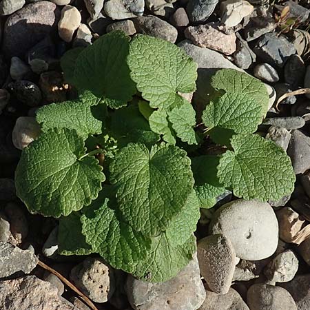 Ballota nigra subsp. nigra \ Echte Schwarznessel, Langz�hnige Schwarznessel / Black Horehound, D Sachsen-Anhalt, Havelberg 18.9.2020