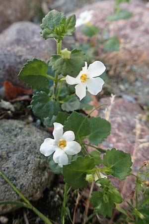 Chaenostoma cordatum / Bacopa, D Sachsen-Anhalt, Havelberg 18.9.2020