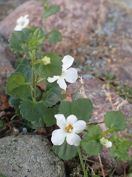 Chaenostoma cordatum / Bacopa, D Sachsen-Anhalt, Havelberg 18.9.2020