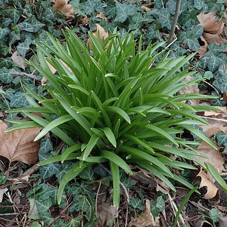 Hyacinthoides hispanica x non-scripta \ Hybrid-Hasengl�ckchen / Bluebell Hybrid, D Ludwigshafen 18.3.2021