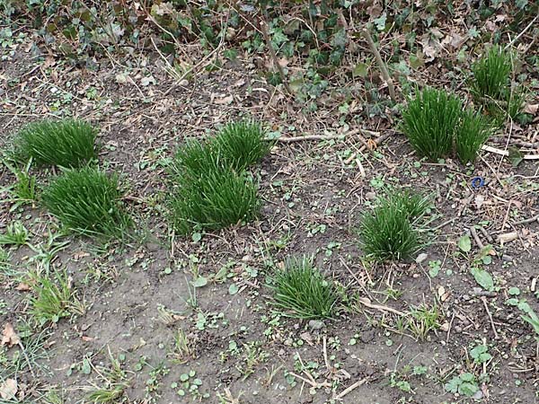 Ornithogalum angustifolium \ Schmalbl�ttriger Milchstern / Narrow-Leaved Star of Bethlehem, D Ludwigshafen 18.3.2021