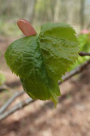 Tilia cordata \ Winter-Linde / Small-Leaved Lime, D Mannheim-Pfingstberg 12.4.2021