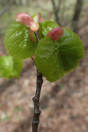 Tilia cordata \ Winter-Linde / Small-Leaved Lime, D Mannheim-Pfingstberg 12.4.2021