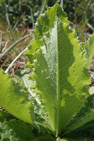 Lactuca virosa \ Gift-Lattich / Great Lettuce, D Kehl 17.4.2021