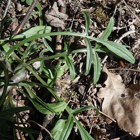 Valeriana excelsa \ Echter Kriech-Baldrian, Kriechender Arznei-Baldrian / High Valerian, D Sandhausen 24.4.2021