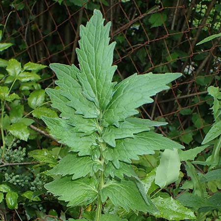 Valeriana excelsa \ Echter Kriech-Baldrian, Kriechender Arznei-Baldrian / High Valerian, D Sandhausen 25.5.2021