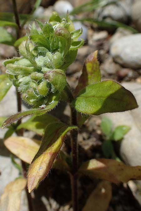 Cerastium holosteoides \ Gew�hnliches Hornkraut / Common Mouse-Ear, D Eschachthal 12.7.2021