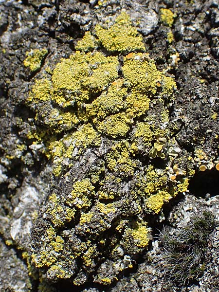 Candelariella reflexa \ Gr�ne K�rnchenflechte, D Bochum 9.8.2021