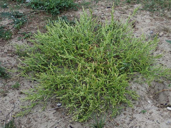 Corispermum leptopterum \ Schmalfl�geliger Wanzensame / Bugseed, D Heiligenhafen 17.9.2021