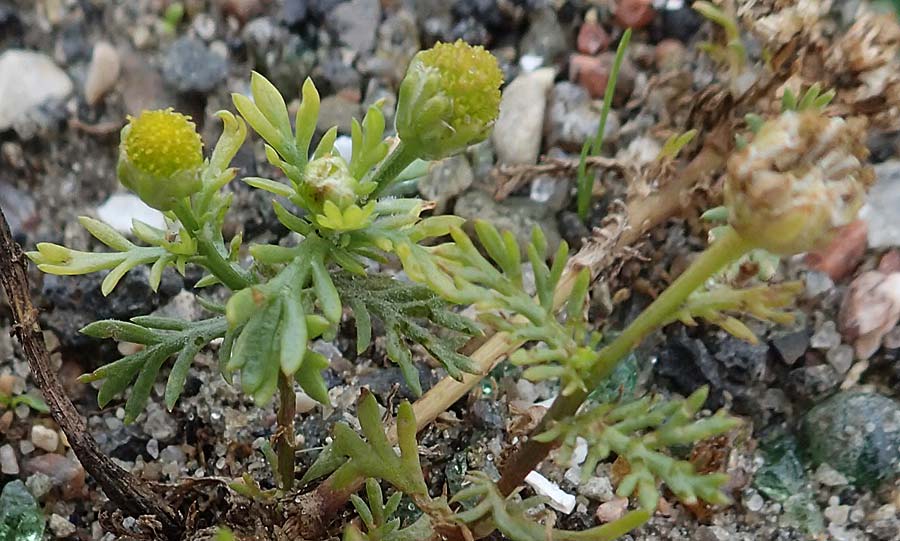 Cotula coronopifolia \ Kr�henfu�bl�ttrige Laugenblume / Common Brassbuttons, D Wendtorf 18.9.2021