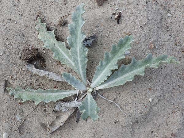 Onopordum acanthium ? \ Gew�hnliche Esels-Distel / Cotton Thistle, D Hohwacht 19.9.2021