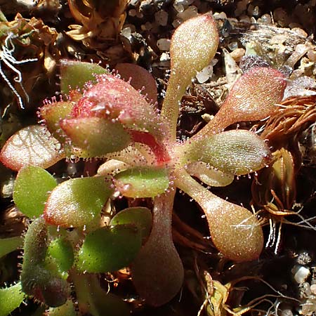 Saxifraga tridactylites \ Dreifinger-Steinbrech / Rue-Leaved Saxifrage, D Mannheim 5.3.2022