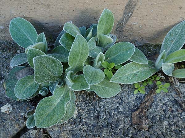 Centaurea montana \ Berg-Flockenblume, Berg-Kornblume / Perennial Cornflower, D Mannheim 7.3.2022