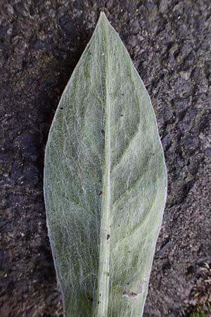 Centaurea montana \ Berg-Flockenblume, Berg-Kornblume / Perennial Cornflower, D Mannheim 7.3.2022
