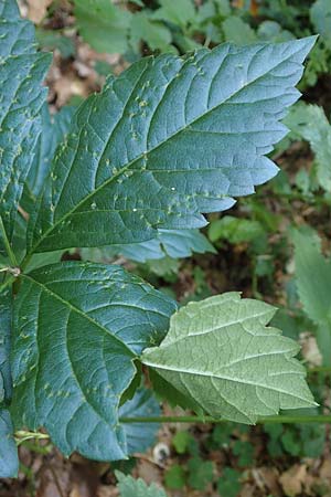 Parthenocissus inserta \ Wilder Wein / False Virginia Creeper, D Wald-Michelbach 14.8.2022