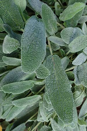 Salvia officinalis \ Echte Salbei / Common Sage, D Mannheim 22.10.2022