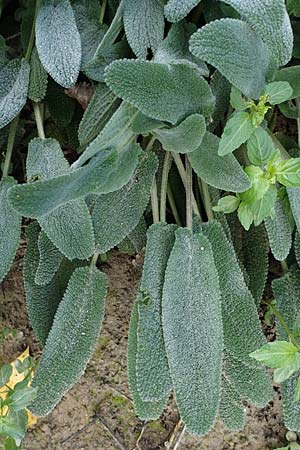 Salvia officinalis \ Echte Salbei / Common Sage, D Mannheim 22.10.2022