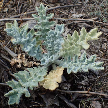 Glaucium flavum, Gelber Hornmohn