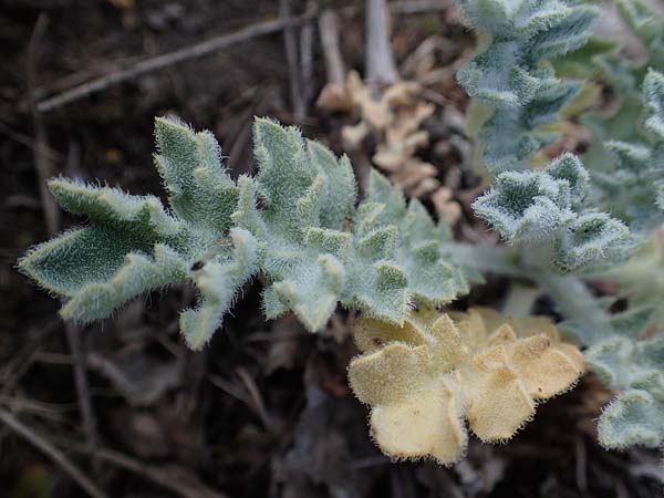 Glaucium flavum \ Gelber Hornmohn / Yellow Horned Poppy, D Sachsen-Anhalt, K&ouml;nnern 17.6.2023