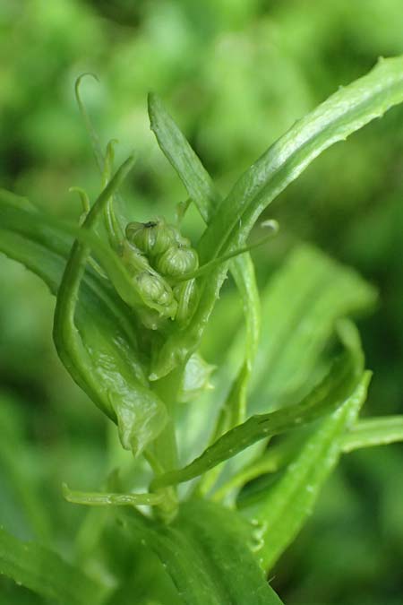 Senecio inaequidens \ Schmalbl&auml;ttriges Greiskraut / Narrow-Leaved Ragwort, D Rheda-Wiedenbr&uuml;ck 2.8.2023