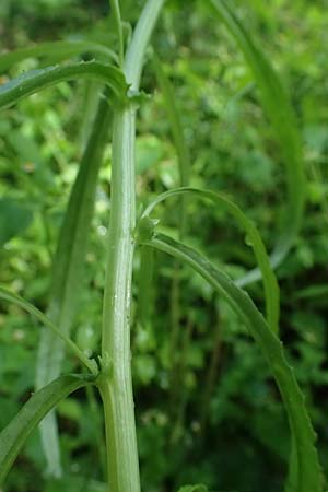 Senecio inaequidens \ Schmalbl&auml;ttriges Greiskraut / Narrow-Leaved Ragwort, D Rheda-Wiedenbr&uuml;ck 2.8.2023