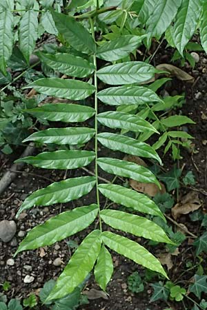 Pterocarya fraxinifolia \ Kaukasische Fl�gelnuss / Caucasian Wingnut, D Mannheim 5.8.2023