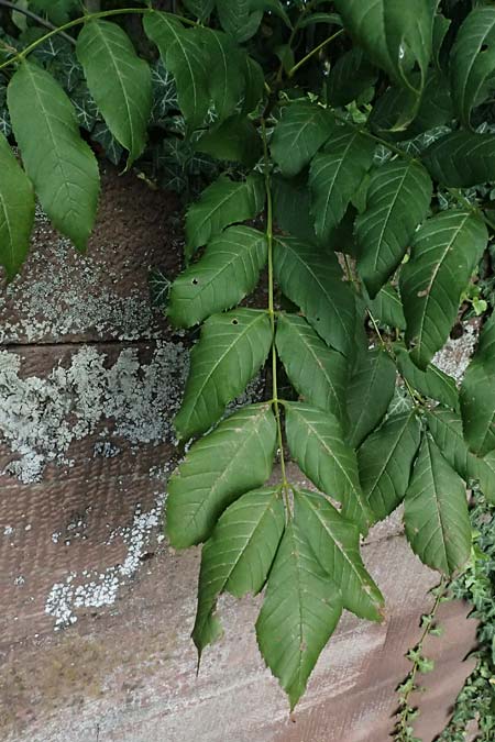 Fraxinus excelsior \ Gew�hnliche Esche / Ash, D Ludwigshafen 20.9.2023