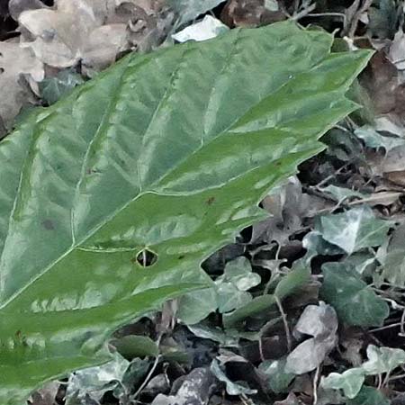 Castanea sativa \ Edel-Kastanie, Ess-Kastanie / Sweet Chestnut, D Mannheim 16.1.2024