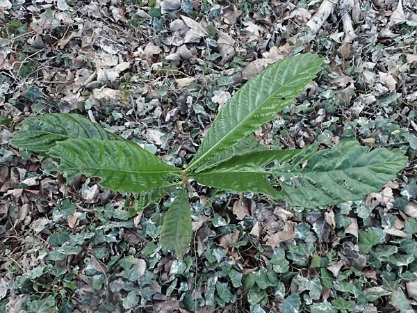 Castanea sativa \ Edel-Kastanie, Ess-Kastanie / Sweet Chestnut, D Mannheim 16.1.2024