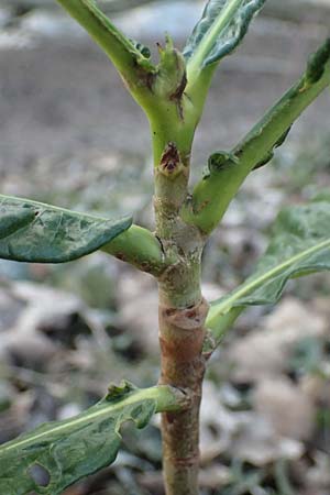 Castanea sativa \ Edel-Kastanie, Ess-Kastanie / Sweet Chestnut, D Mannheim 16.1.2024
