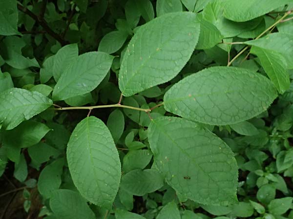 Prunus padus subsp. padus \ Traubenkirsche / Bird Cherry, D Kraichgau, Epfenbach 3.6.2025