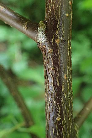 Prunus padus subsp. padus \ Traubenkirsche / Bird Cherry, D Kraichgau, Epfenbach 3.6.2025