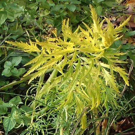 Unknown_plant spec3 ? \ Unbekannte Pflanze / Unknown Plant, D Isny 31.10.2025