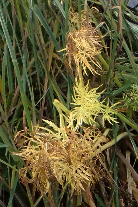 Unknown_plant spec3 ? \ Unbekannte Pflanze / Unknown Plant, D Isny 31.10.2025